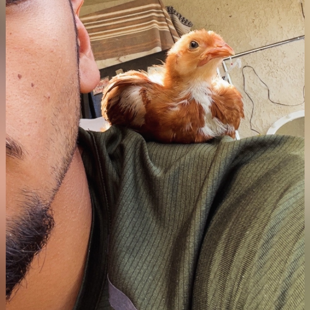 Meet your Posher, Rey